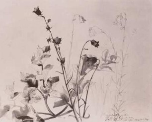 Glockenblumen