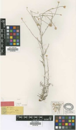 Centaurea aphrodisea Boiss. [type]