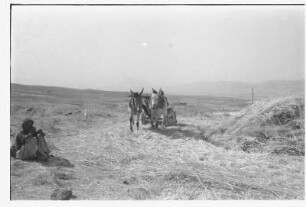 Dreschschlitten : Mann mit Dreschschlitten beim Dreschen von Getreide