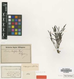 Evelyna graminifolia Poepp. & Endl. [isotype]