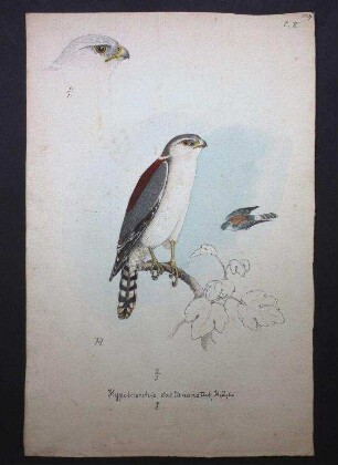 Halsband-Zwergfalke, Polihierax semitorquatus castanotus (Heuglin, 1860)