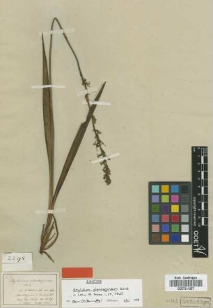 Stylidium plantagineum Sond. [isotype]