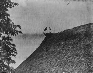 Weißstorch : Zwei Weißstörche (Ciconia ciconia Linnaeus) auf einem Nest, einer klappernd.