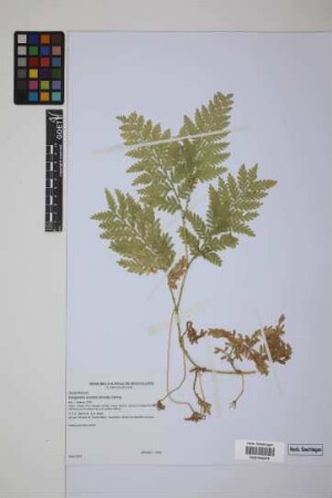 Selaginella exaltata (Kunze) Spring