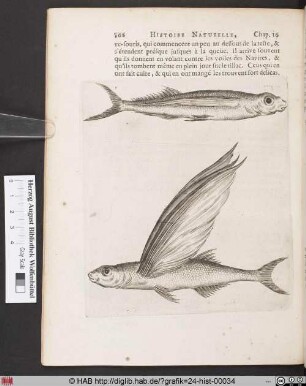 Des Poissons volans.