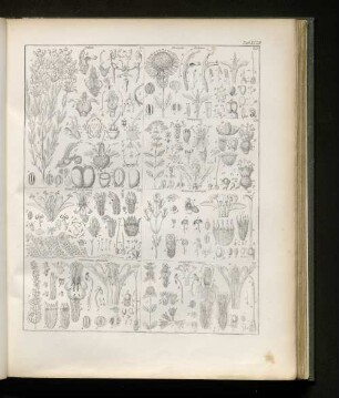 Tab. XXXIII
