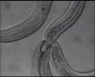 Mononchus aquaticus (Nematoda) - Beuteerwerb und Nahrungsaufnahme