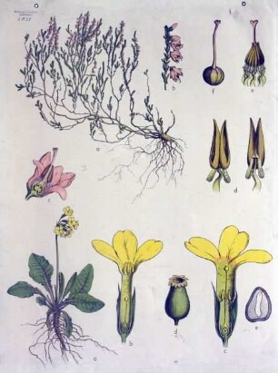 Heidekraut, Schlüsselblume
