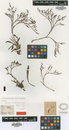 Statice collina Griseb. [lectotype]