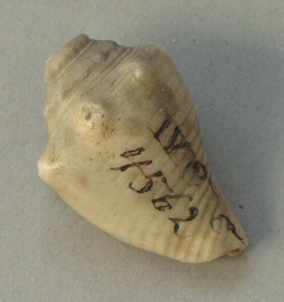 Shell jewellery (fragment)