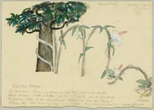 Donna Diana [I] - Baum