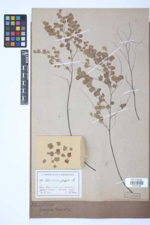 Adiantum fragile Sw.