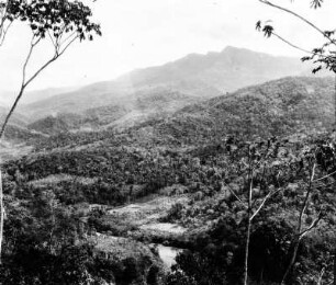 Urwald bei Michiplaya (Südamerikareise 1926-1929)