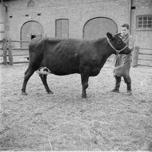 Institut für Tierzuchtforschung Dummerstorf. Erste Rückkreuzung aus Jersey und Schwarzbunt. Milchkuh