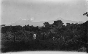 Landschaft und Kilimandscharo : Blick über die Baumwipfel auf den Kilimandscharo