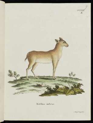 CCXLV. A Moschus indicus.