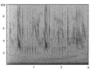 Star | Sturnus vulgaris - Gesang