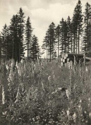 Talhang der Hinteren Biela nahe Altenberg. Waldwiese mit Rotem? Fingerhut (Digitalis purpurea L.) vor Waldrand mit Fichten und geschlagenem Holz