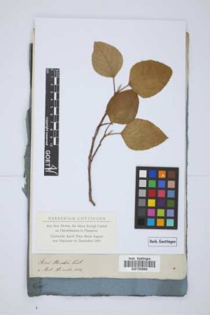 Ficus Muntia Link