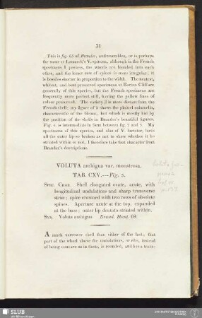 Voluta ambigua var. monstrosa. Tab. CXV. --- Fig. 5