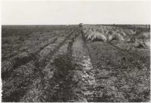 Grasland nördlich der Fazenda Boa Esperanca : 16,28 km von der Fazanda Boa Esperanca entfernt