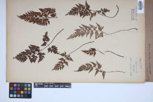 Asplenium adiantum-nigrum L.