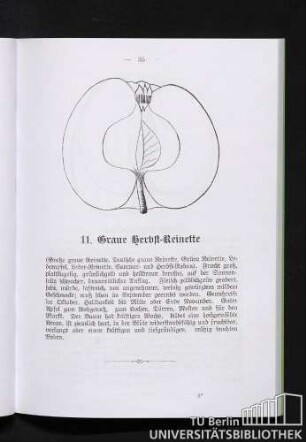 11. Graue Herbst-Reinette