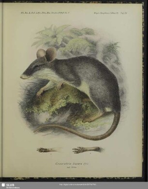 Graurothrix leucura (Gr.); nat. Grösse