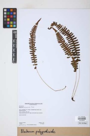 Blechnum polypodioides Raddi