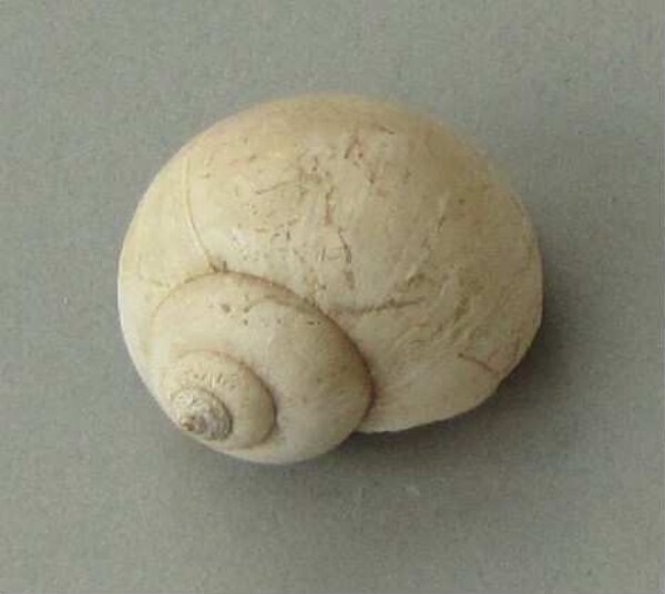 Snail shell