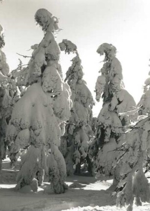 Osterzgebirge. Verschneite Fichten auf dem Kahleberg