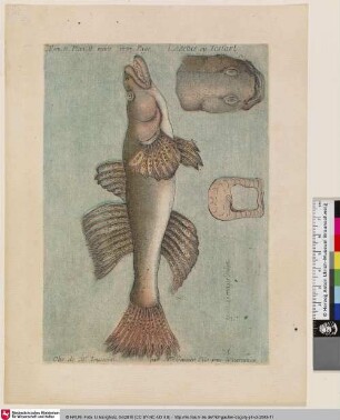 L'Asetus ou Testart; Tom. II. Plan. II mars 1757. Page [240]