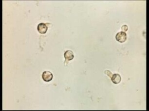 Development of Laminaria (Phaeophyta)