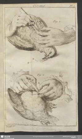 Pl. 1. Oiseaux