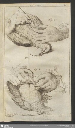 Pl. 1. Oiseaux