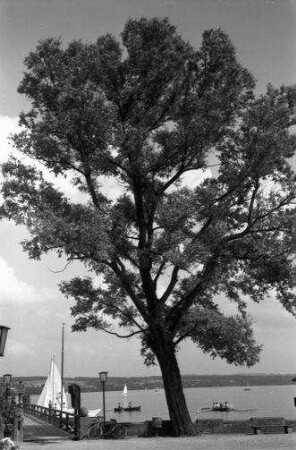 Unterschondorf: schöner Baum am Ufer