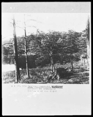 Der Pechsee im Grunewald