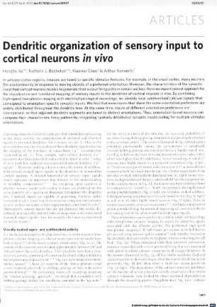 Dendritic organization of sensory input to cortical neurons in vivo