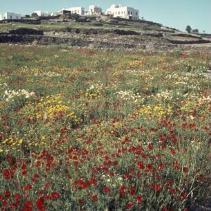 Sifnos. Frühjahrswiese bei Katávati