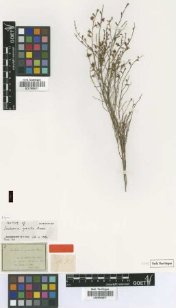 Jacksonia gracilis Meisn. [isotype]