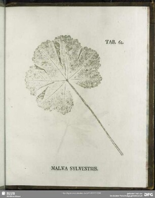 Tab. 61. Malva Sylvestris. (Wilde Malve)