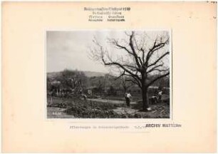 Reichsgartenschau 1939 auf dem Killesberg, Stuttgart: Baumschulenpflanzung