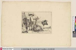 [Zwei Kühe von hinten; Two Cows Seen From Behind]