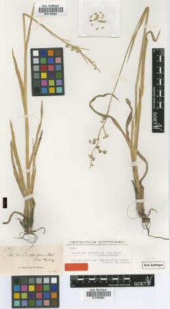 Panicum obtusiflorum Hochst. ex A.Rich. [type]