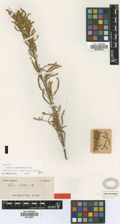 Tamarix bachtiarica Bunge ex Boiss. [isotype]