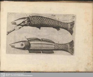 19. Pesce