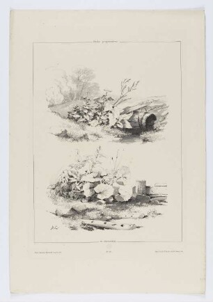 Pflanzen, Blatt 18 der Folge "Landschaftsstudien"