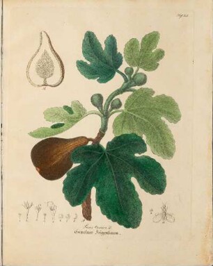 Taf. XX. Ficus Carica L.
