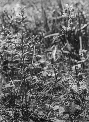 Echtes Leinkraut : Echtes Leinkraut (Linaria vulgaris) in Blüte