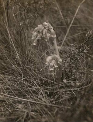 Fichtenspargel (Monotropa hypopitys). Insel Usedom
